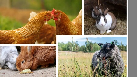 Flera lantbruksdjur, inklusive höns, kaniner och ett får, i olika utomhusmiljöer.
