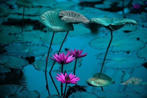 Tre rosa näckrosor och stora gröna blad flyter på ett stilla vatten i en lugn miljö.