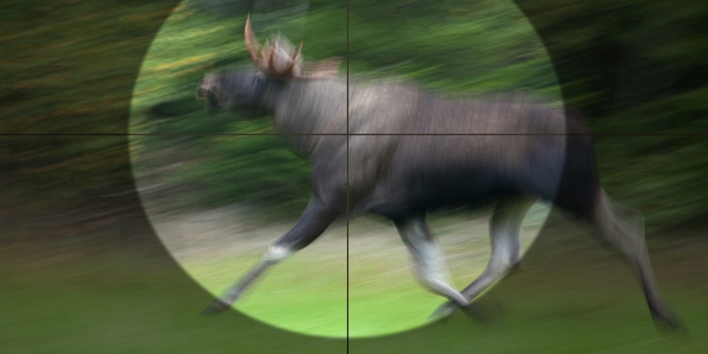 En älg springer genom skogen, sedd genom ett kikarsikte med rörelseoskärpa.