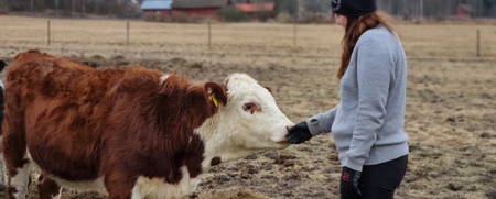 En person klappar en ko på en åker en mulen dag, med skog och hus i bakgrunden.