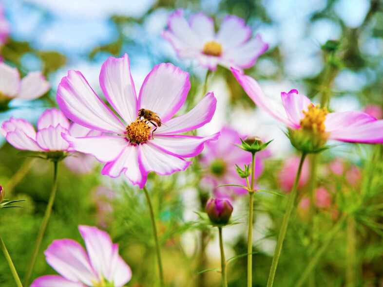 En rabatt med många vita och lila blommor. I en blomma sitter det ett bi.
