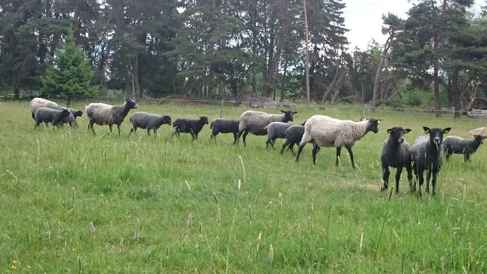 En flock får, både svarta och vita, betar på en grön äng med träd i bakgrunden.