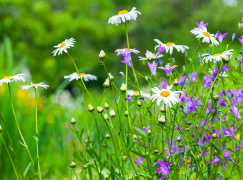 Närbild av en sommaräng med prästkragar och lila blommor mot en grön, suddig bakgrund.