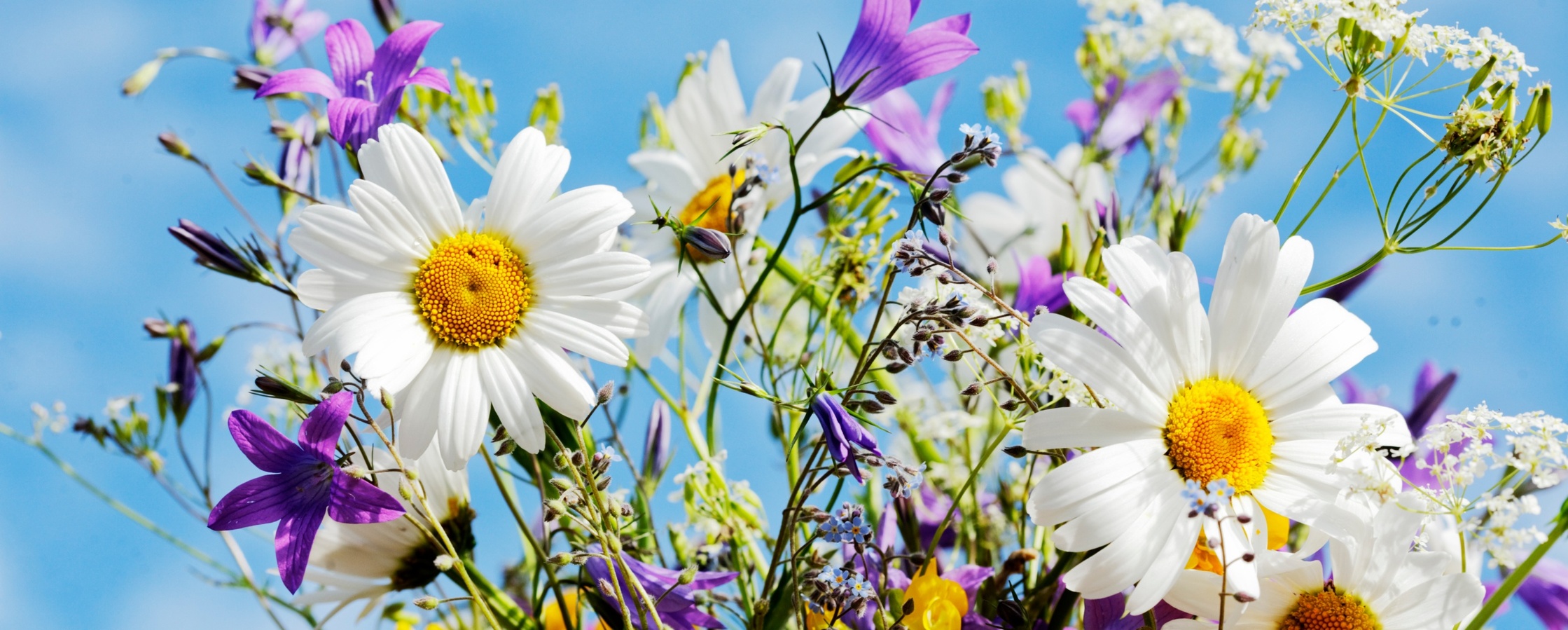 En bukett med färgglada sommarblommor, bland annat prästkragar och blå klockor, mot en blå himmel.