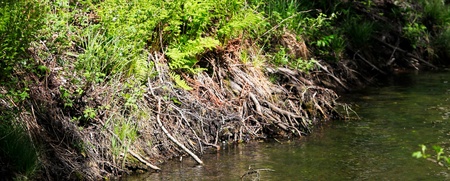 En liten bäck rinner genom en grönskande skog med träd och ormbunkar längs kanten.