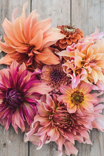 Flera stora dahliablommor i rosa, orange och lila nyanser ligger på ett trägolv.