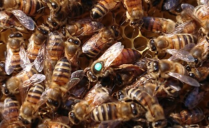 Närbild av bin på en bikaka, en drottningbi med en grön markering syns i mitten.