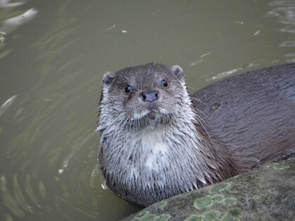 En utter tittar upp ur vattnet nära en sten, med blöt päls och tydliga morrhår.