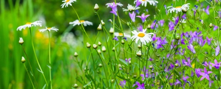 Närbild av en sommaräng med prästkragar och lila blommor mot en grön, suddig bakgrund.