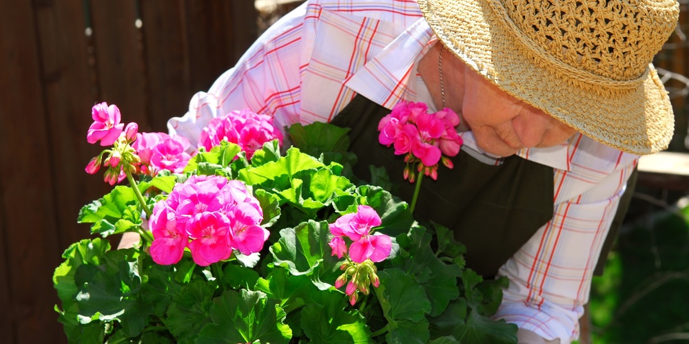 En äldre person med halmhatt böjer sig över en blommande rosa pelargon i en trädgård.