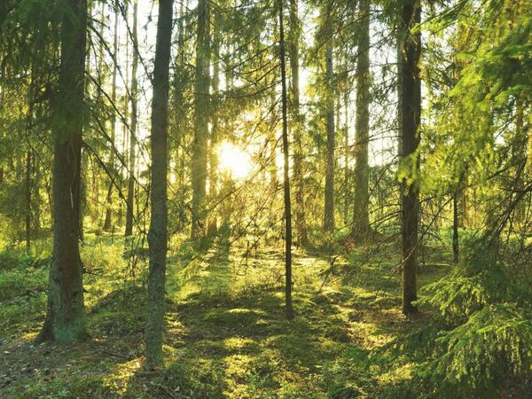 Grön barrskog där solen lyser mellan stammarna och på den gröna mossan på marken.