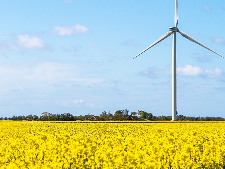 Ett vindkraftverk står på en gul blommande åker under en blå himmel med några moln.