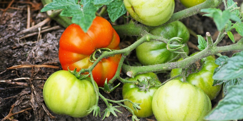 Tomatplanta med både gröna och en mogen röd tomat som växer i jord utomhus.