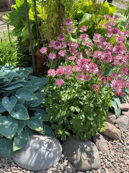 Trädgårdsrabatt med rosa blommor, gröna blad och stenar i solen.