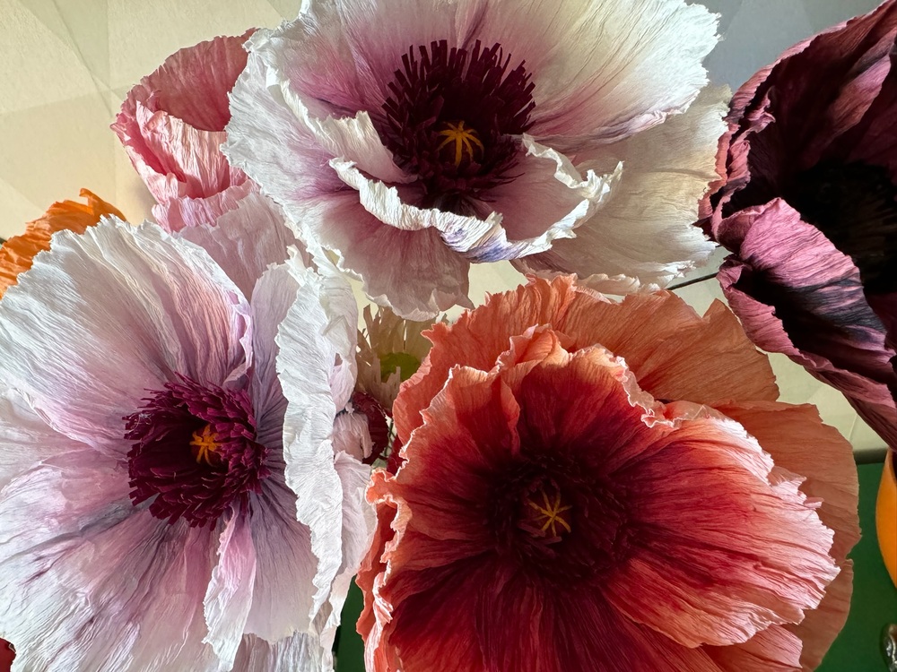 Närbild av stora, färgglada pappersblommor i olika nyanser av rosa, lila och orange.