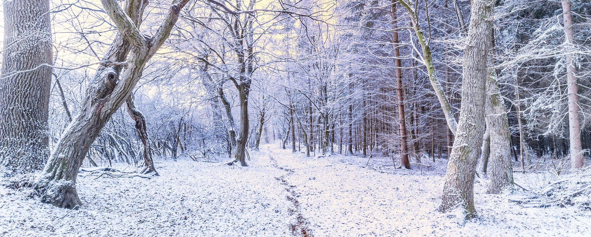 Snötäckt skog med nakna träd och en smal stig under en ljusgul himmel.