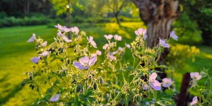 Ljuslila blommor i förgrunden med en solbelyst trädgård och ett träd i bakgrunden.