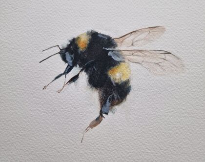 Akvarellmålning av en humla med gula och svarta ränder på vit bakgrund.