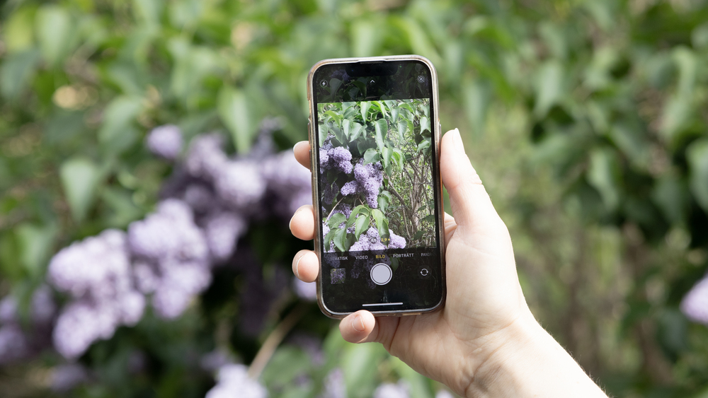 En hand håller en mobiltelefon och fotograferar lila blommor utomhus bland gröna blad.
