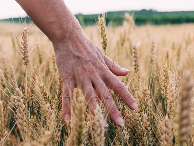 En hand rör vid gyllene veteax på ett fält under en ljus sommardag.
