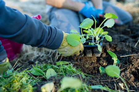En person med handskar planterar en grön planta i jorden utomhus.