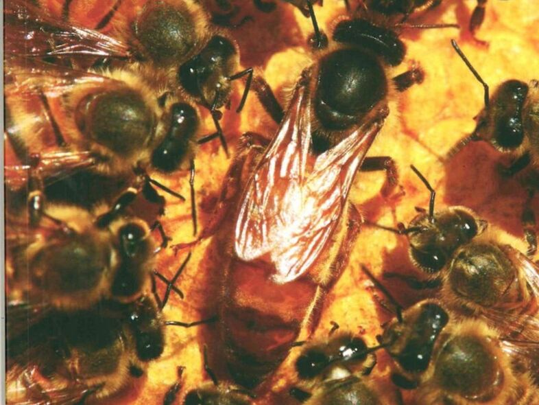 Bild tagen inuti en bikupa på en bidrottning omgärdad av arbetsbin.