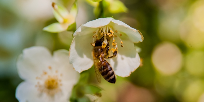 Ett bi samlar nektar från en vit blomma i närbild, med suddig grön bakgrund.