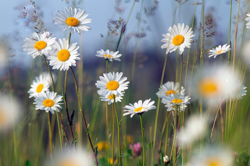 Närbild på prästkragar som blommar på en sommaräng med suddig bakgrund.