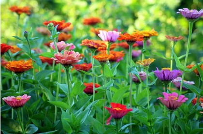 Färgglada zinnior blommar i en grönskande trädgård med olika nyanser av rosa, orange, rött och lila.
