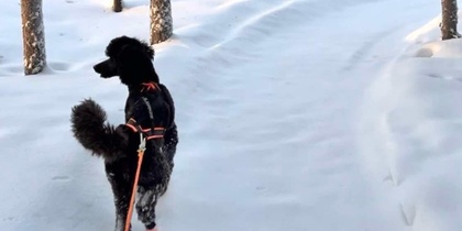 En svart hund med koppel går på en snötäckt stig i en vintrig skog med snötyngda träd.
