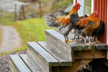 Flera höns och tuppar står på en trätrappa utanför ett rött hus på landet.