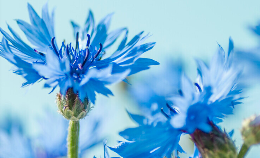 Närbild av blåklintblommor mot en ljusblå bakgrund.