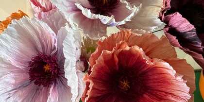 Närbild av stora, färgglada pappersblommor i olika nyanser av rosa, lila och orange.