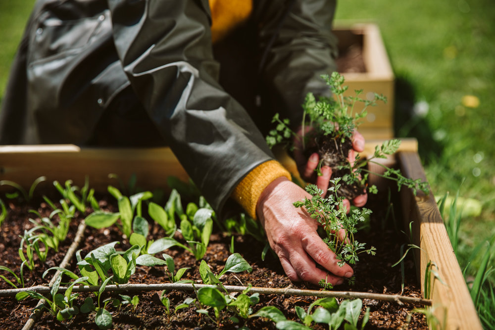 En person planterar eller rensar ogräs i en upphöjd odlingslåda i en trädgård.