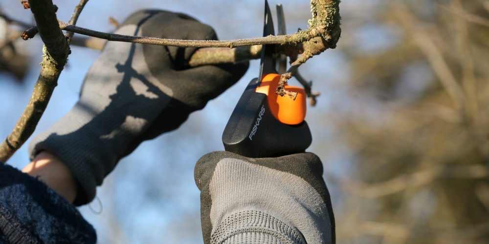 En person med handskar beskär en trädgren med en sekatör utomhus.