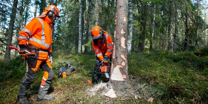Två personer i orange skyddskläder fäller ett träd med motorsåg i en granskog.