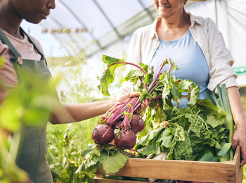 Två personer skördar färska grönsaker, inklusive rödbetor och sallad, i ett växthus.