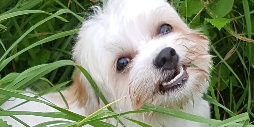 En liten vit hund ligger i högt gräs och omges av gröna växter utomhus.