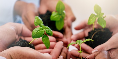 Flera händer håller små plantor med jord, symboliserar samarbete och hållbarhet.