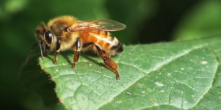 En närbild av ett bi som sitter på ett grönt blad utomhus.