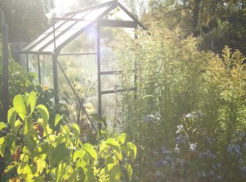 Ett växthus i trädgårdssol omgiven av frodiga gröna växter och blommor.