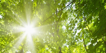 Solstrålar lyser genom täta gröna träd i en skog med en smal stig på marken.