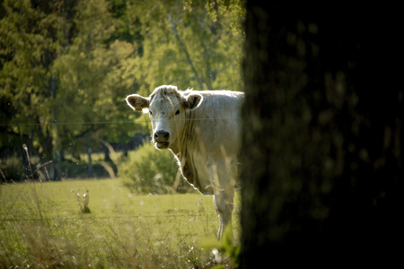 En ko står på en grön äng och tittar fram bakom ett träd i förgrunden.