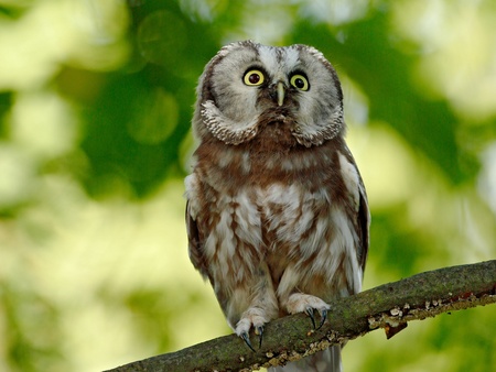 En uggla sitter på en gren med suddig grön bakgrund av löv.