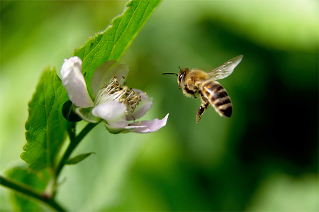 Ett bi flyger mot en blomma med gröna blad i bakgrunden.