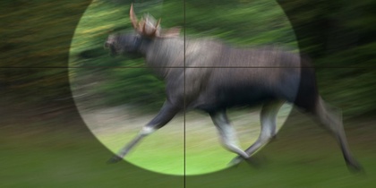 En älg springer genom skogen, sedd genom ett kikarsikte med rörelseoskärpa.