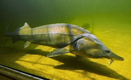 En stor fisk, en stör, simmar i ett akvarium med grönaktigt vatten.