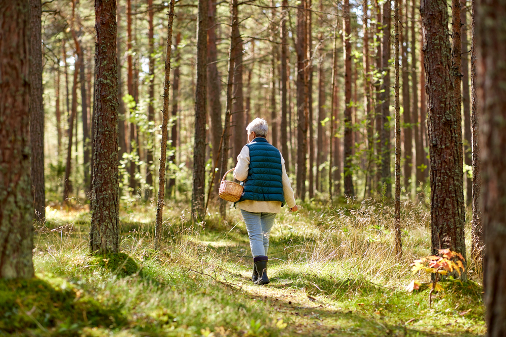En äldre person går ensam i en solig tallskog med en korg i handen.