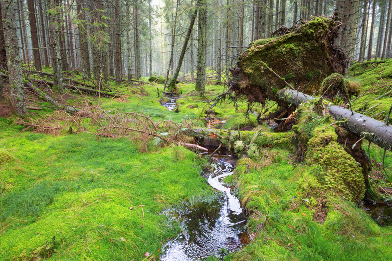 En grön, mossig skog med en liten bäck och omkullfallna träd i förgrunden.