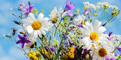 En bukett med färgglada sommarblommor, bland annat prästkragar och blå klockor, mot en blå himmel.